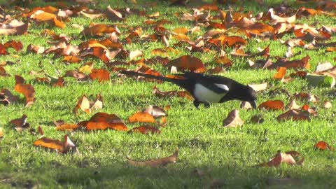 Magpie Worm Prey Bird Animal Food Peck Feather