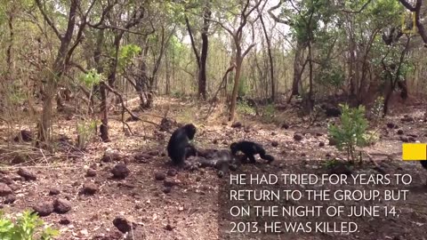Aftermath of a Chimpanzee Murder Caught in Rare Video _ National Geographic