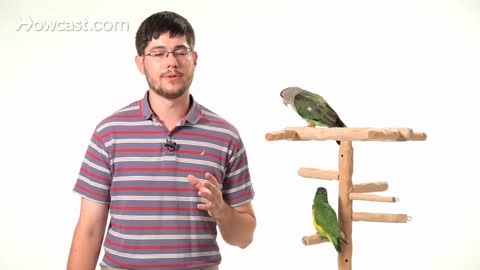 How to Teach Your Parrot to ~ Parrot Training