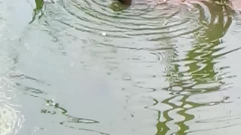 Water hen enjoy bathing