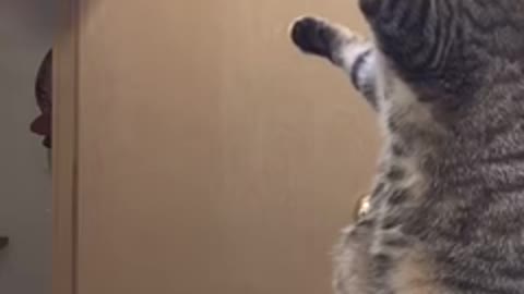 Cute tabby cat 🐈 mimics owner Brushing her hair ||viral video