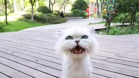 Funny Cat talk Video | Funny Animal Video | Cat video #cute #cat #funny #video #short