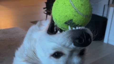 Molly the Derpy Golden Retriever Puppy Plays with Ball