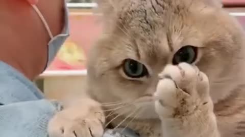cute video of cat