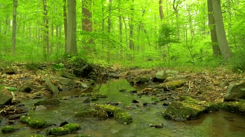 90 Minutes of Woodland Ambiance ( Nature Sounds Series 9 ) Trickling Stream & Bird Sounds