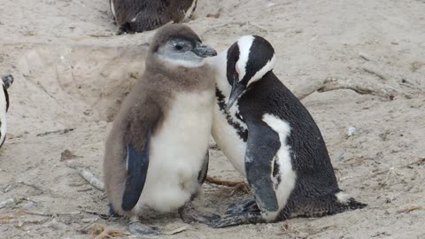An African Penguin Grooming its Baby
