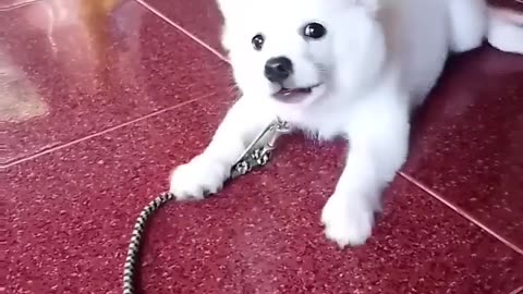 Cute little dog barking