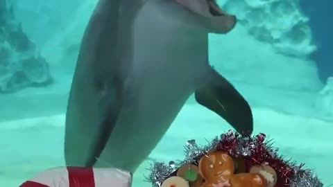 One of the Georgia Aquarium's dolphins,doing a dance in front of festive decorations.