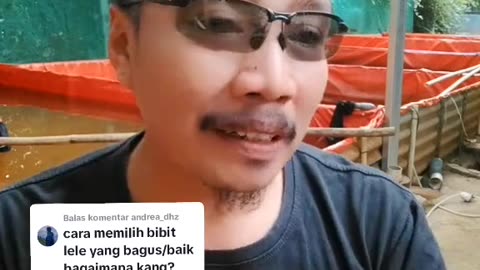 Cara memilih bibit lele yang baik dan bagus itu seperti apa❓Begini caranya