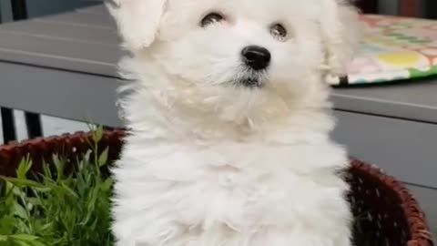 bichon frise cute videos funny puppies