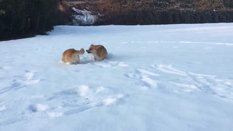 Corgi fight in snow