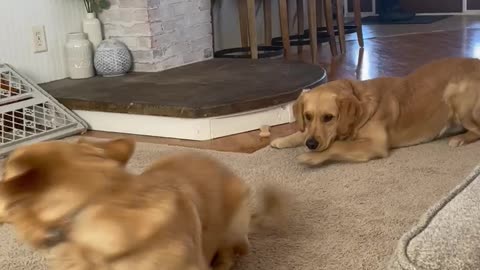 Golden retriever stare down