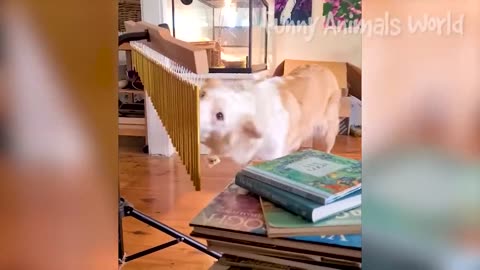 The Greatest Animal Videos Of The Month: Funny Dogs And Cats Videos 2023, #2