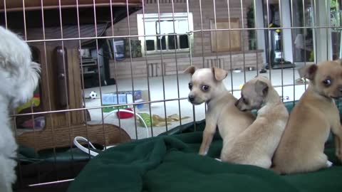 Chihuahua Puppies Startled By Dog's Bark (in HD) Outstanding Videos