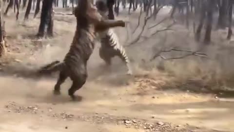Two Tigers get into a major cat fight!