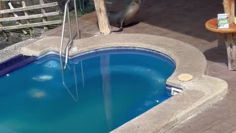 Sea Lion Comes on Land, Swims in Pool and Steals Man's Chair