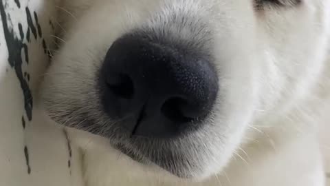 Am I cute, Samoyed