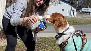 Birthday ice cream for Winston from DQ