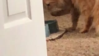 Cultured cat drinks water with paw