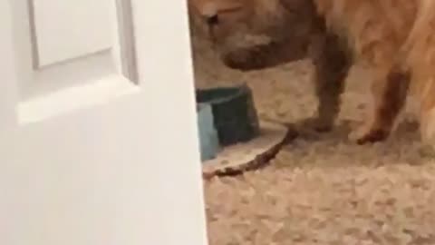 Cultured cat drinks water with paw
