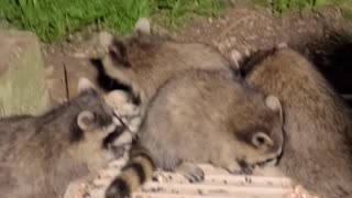 Sunny The Raccoon And Her Teenagers | Part 2 Update | August 31st 2023 | #shorts