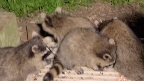 Sunny The Raccoon And Her Teenagers | Part 2 Update | August 31st 2023 | #shorts