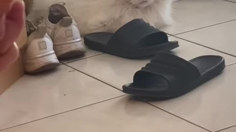 Watch our cat slowly fall in love with our new puppy 😍 #shorts