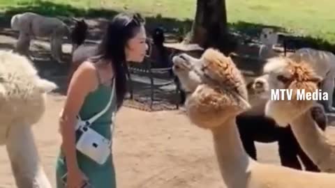 Never get close to a lama