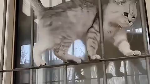 Funny cat video #funny #viral