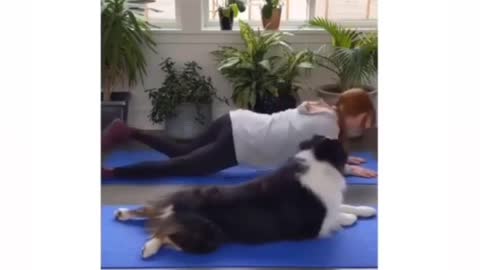 Dog flawlessly imitating human doing exercise