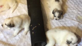 Great Pyrenees Puppy Litter Day 25