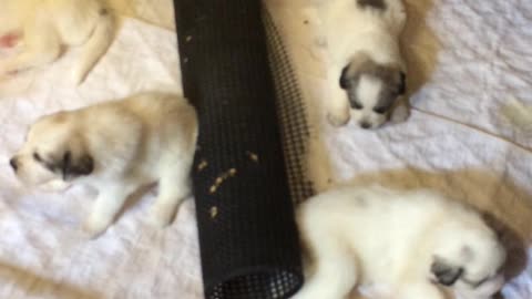 Great Pyrenees Puppy Litter Day 25