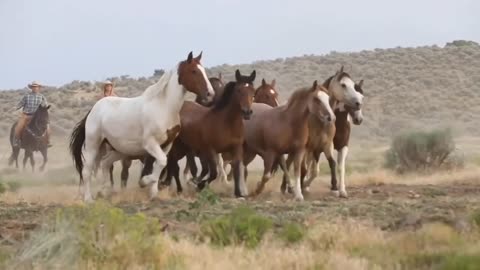 BEAUTIFUL HORSES RUNNING IN THE PASTURE