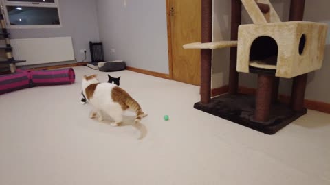 Cat Wiggles Butt Before Pounce Attack 4K