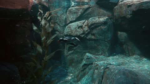 Remarkable Penguin Like Birds go Swimming for Supper