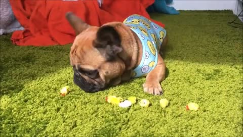 Funny French Bulldogs Compilation TRY NOT TO LAUGH!!