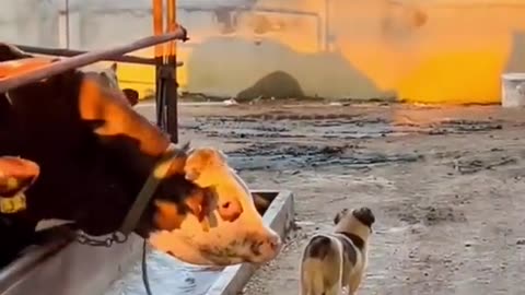 Funny cat and dogs movement capture in camara viral