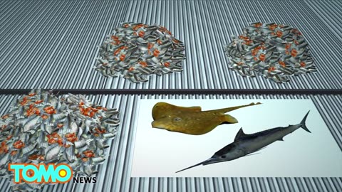 Fukuoka theme park draws outrage for freezing 5,000 fish into ice skating rink - TomoNews