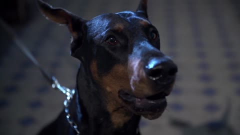 Doberman Horror Power