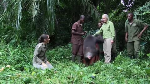 Jane Goodall Releases Chimp