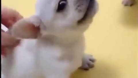 Cute_and_Funny_Animal_Video_