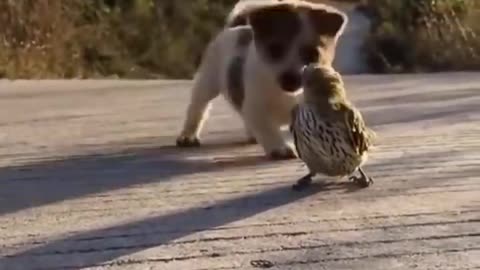 cute puppy plays with sparrow