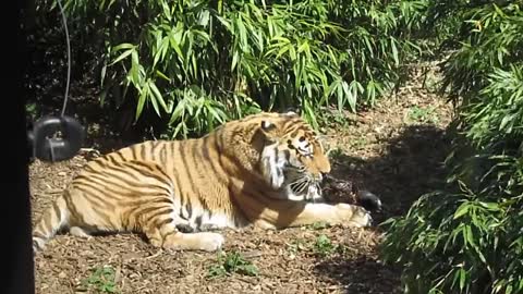 A hungry tiger is eating something