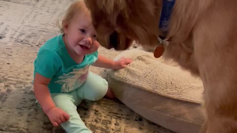 Cooper the Golden Gently Meets 1-Year-Old Niece