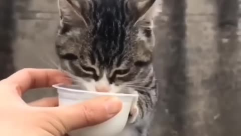 Cute Kitten Random Viral Clips😂