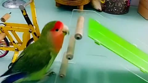 Cute parrot 🦜 funny video