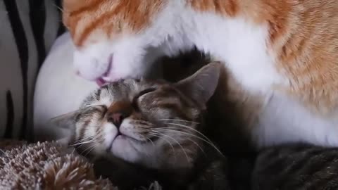 Cute kitten showing his love 😍😍