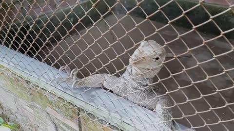 Varanus Salvator |Asian Water Monitor