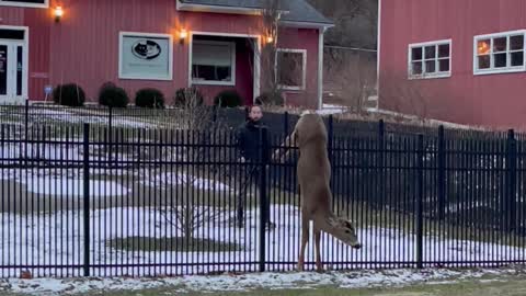 Man Rescues Deer Stuck on Fence