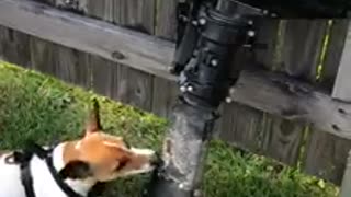 Jack Russell plays with an outboard engine